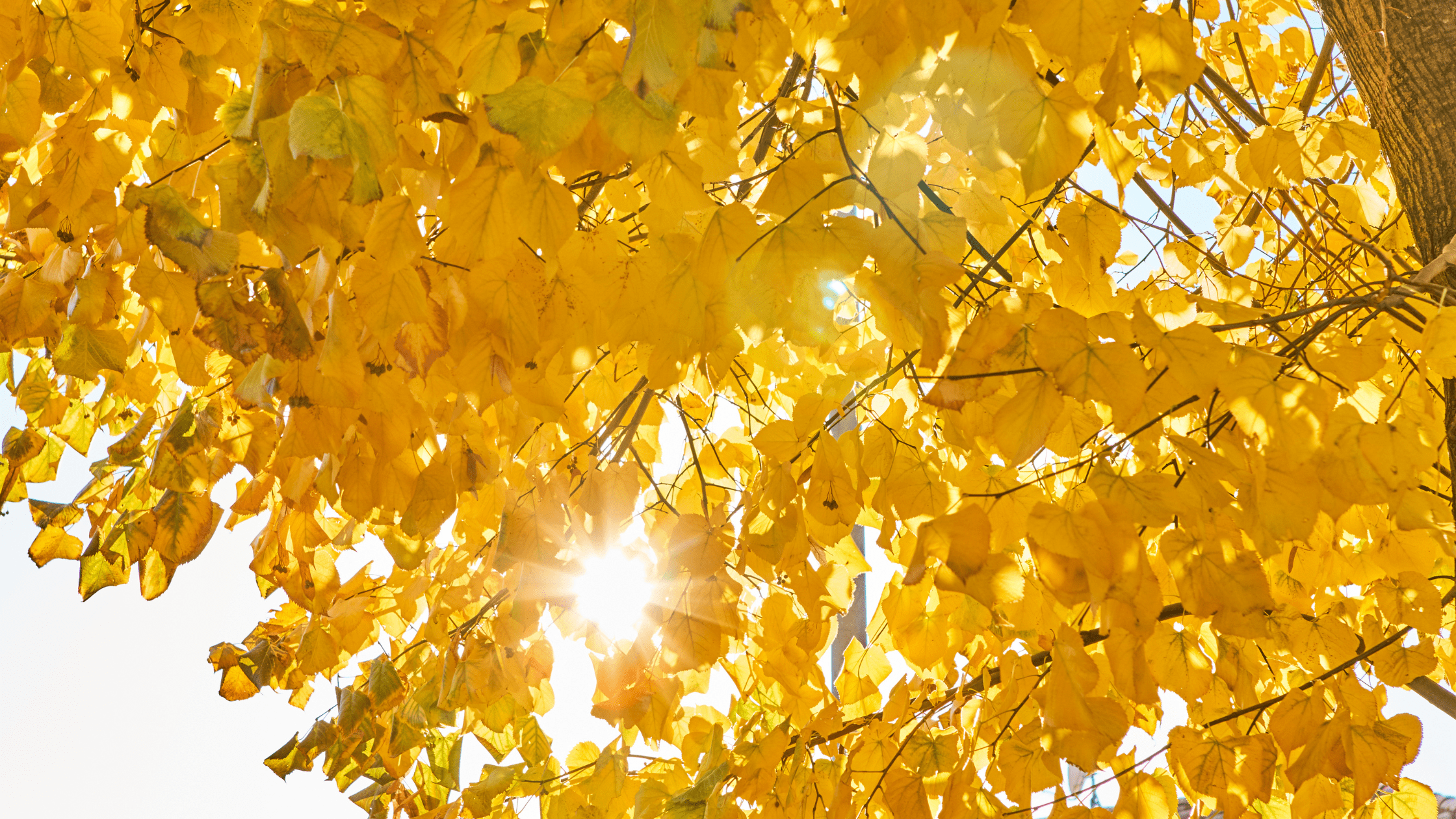 Why Fall Sunlight Is Harsher Than You Think: How to Protect Your Vision